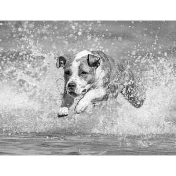 Lais Puzzle - American Staffordshire Terrier in schwarz weiß - 1.000 Teile
