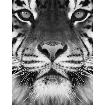 Lais Puzzle - Tiger in schwarz weiß - 1.000 Teile