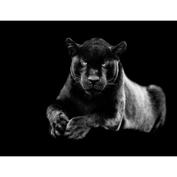 Lais Puzzle - Jaguar in schwarz weiß - 1.000 Teile