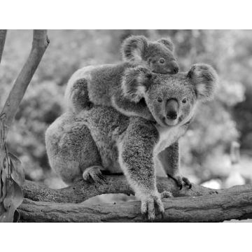 Lais Puzzle - Koala mit Baby auf dem Rücken in schwarz weiß - 1.000 Teile