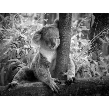 Lais Puzzle - Koala in schwarz weiß - 1.000 Teile