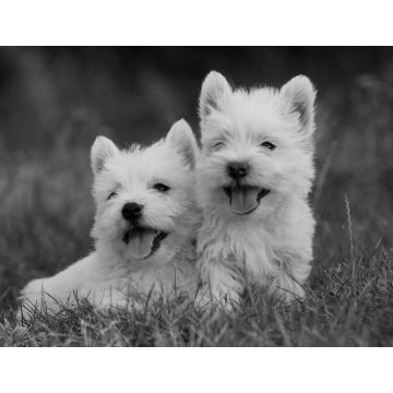 Lais Puzzle - West Highland White Terrier in schwarz weiß - 1.000 Teile