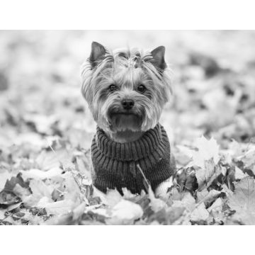 Lais Puzzle - Yorkshire Terrier im Pullover, England in schwarz weiß - 1.000 Teile