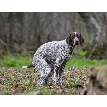 Lais Puzzle - Hundekacke - 1.000 Teile