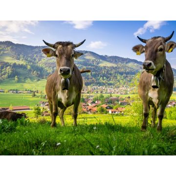 Lais Puzzle - Kühe: Porträtshooting im Allgäu - 1.000 Teile