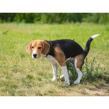 Lais Puzzle - Niedlicher Beagle-Hundewelpe macht seine Toilette, kackt auf den Rasen. der Hund kackt auf die Natur im Park - 1.000 Teile