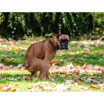 Lais Puzzle - Boxerhaufen, Hund im Park, Hundescheiße - 1.000 Teile