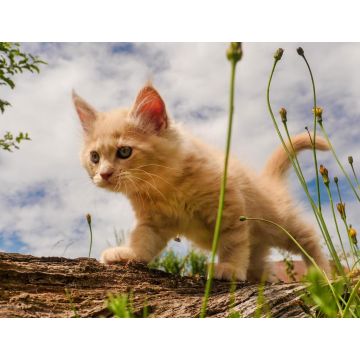 Lais Puzzle - Niedliches Maine Coon Kätzchen zum ersten Mal draußen - 1.000 Teile