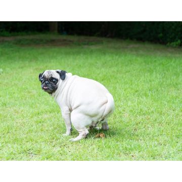 Lais Puzzle - Reinigen Sie Ihren Hundekot. Niedlicher Mops-Hundekot auf öffentlichem Feld. Schild "Hundekot verboten". Kacken ist nicht erlaubt - 1.000 Teile