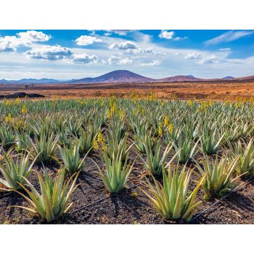 Lais Puzzle - Aloe Vera Plantage, Fuerteventura - 1.000 Teile