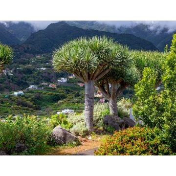 Lais Puzzle - Kanarischer Drachenbaum auf der Insel La Palma - 1.000 Teile
