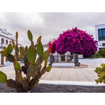 Lais Puzzle - Kakteen am bunten Zentralplatz von Haría auf Lanzarote - 1.000 Teile