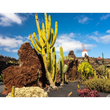 Lais Puzzle - Guatiza, Lanzarote - 1.000 Teile