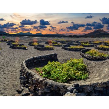 Lais Puzzle - La Geria Weinberg, Lanzarote - 1.000 Teile