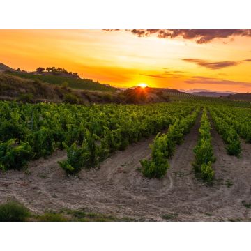 Lais Puzzle - Weinberg bei Sonnenuntergang, La Rioja - 1.000 Teile