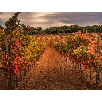 Lais Puzzle - Weinberg, La Rioja - 1.000 Teile