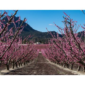 Lais Puzzle - Pfirsichblüte in Cieza, Mirador El Horno - 1.000 Teile