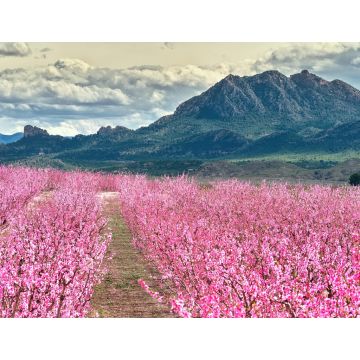 Lais Puzzle - Blüten von Obstbäumen in Cieza in Murcia - 1.000 Teile