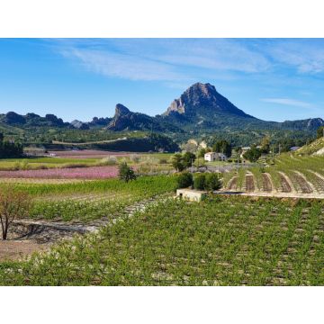 Lais Puzzle - Pfirsichblüte in Cieza, Mirador El Horno - 1.000 Teile