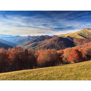 Lais Puzzle - Dschungel von Irati, Navarra - 1.000 Teile