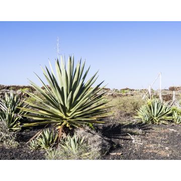 Lais Puzzle - Vega Rio de Palmas, Fuerteventura - 1.000 Teile