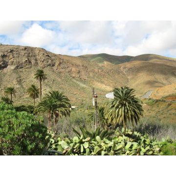 Lais Puzzle - Vega Rio de Palmas, Fuerteventura - 1.000 Teile