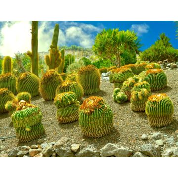 Lais Puzzle - La Oliva, Fuerteventura - 1.000 Teile
