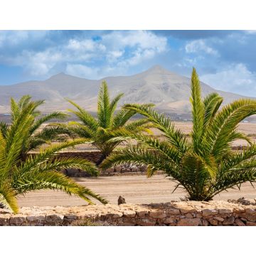 Lais Puzzle - Molino de Tefia, Fuerteventura - 1.000 Teile