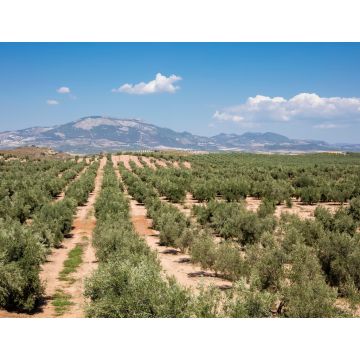 Lais Puzzle - Typische andalusische Landschaft in der Nähe des Dorfes Fuensanta in der Provinz Granada - 1.000 Teile