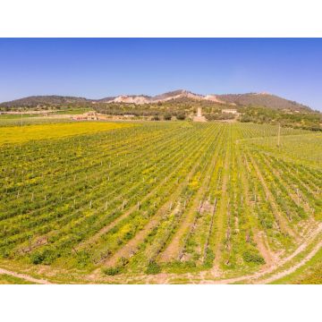 Lais Puzzle - Moli des Porques, Weinberge Mesquida Mora, Porreres, Mallorca - 1.000 Teile