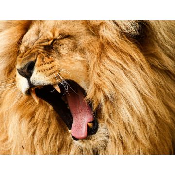 Lais Puzzle - Löwe   - 1.000 Teile