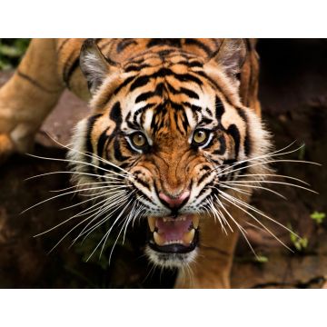 Lais Puzzle - Tiger - 1.000 Teile