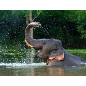 Lais Puzzle - Elefant - 1.000 Teile