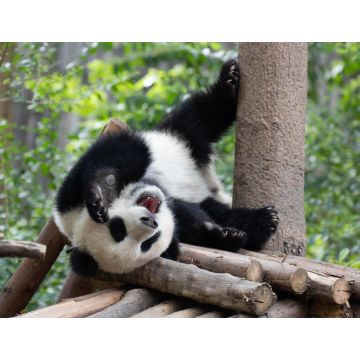 Lais Puzzle - Panda - 1.000 Teile