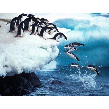Lais Puzzle - Pinguine - 1.000 Teile
