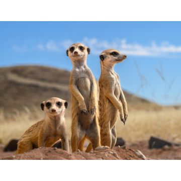 Lais Puzzle - Erdmännchen - 1.000 Teile