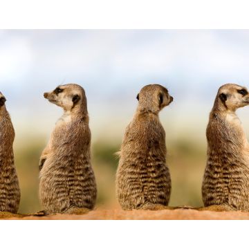 Lais Puzzle - Erdmännchen - 1.000 Teile