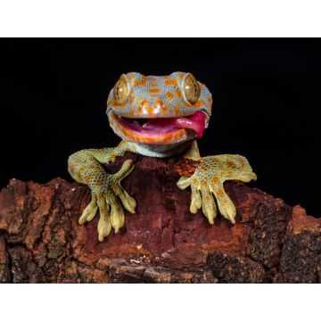 Lais Puzzle - Gecko - 1.000 Teile