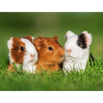 Lais Puzzle - Meerschweinchen  - 1.000 Teile