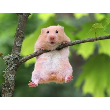 Lais Puzzle - Hamster - 1.000 Teile