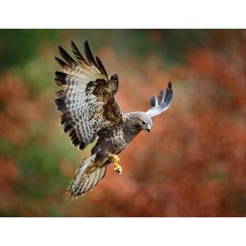 Lais Puzzle - Bussard - 1.000 Teile