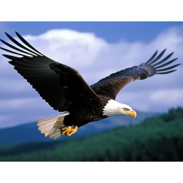 Lais Puzzle - Weißkopfseeadler - 1.000 Teile