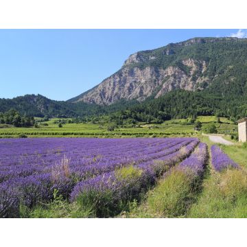 Lais Puzzle - Sommerlandschaft in Frankreich - 1.000 Teile