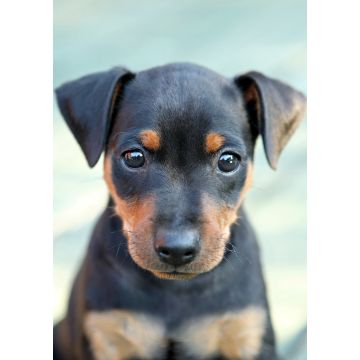 Lais Puzzle - Pinscher - 100, 200, 500 & 1.000 Teile