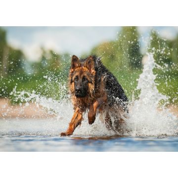 Lais Puzzle - Schäferhund - 100, 200, 500 & 1.000 Teile
