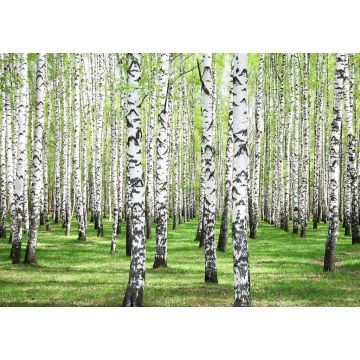 Lais Puzzle - Erstes Frühlingsgrün im Birkenwald - 100, 200, 500 & 1.000 Teile