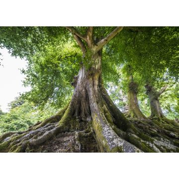 Lais Puzzle - Großer alter Baum - 100, 200, 500 & 1.000 Teile