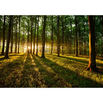 Lais Puzzle - Lichtstrahlen im Wald - 100, 200, 500 & 1.000 Teile