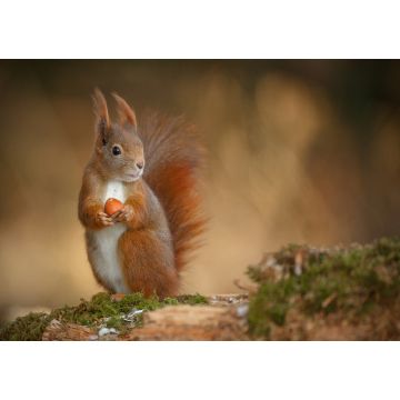 Lais Puzzle - Eichhörnchen - 100, 200, 500 & 1.000 Teile