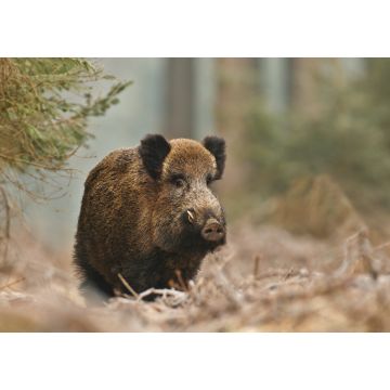 Lais Puzzle - Wildschwein - 100, 200, 500 & 1.000 Teile